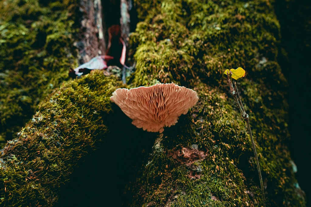 Jamur Pemakan Sampah Plastik dari Amazon